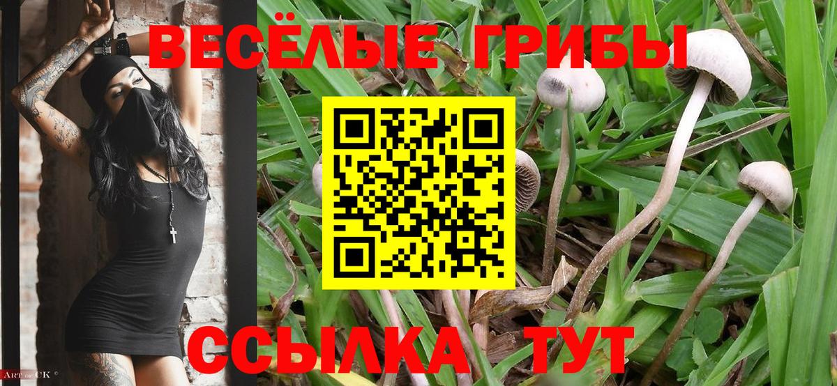 Псилоцибиновые грибы ЛСД Курчатов